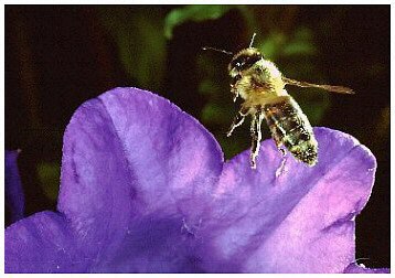 KB-Dia mit Jenscan JS21