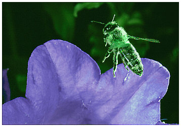 KB-Dia mit Microtek Filmscan 35