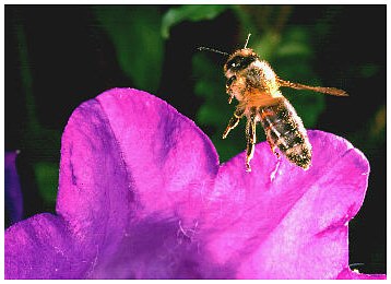 KB-Dia mit Nikon Coolscan