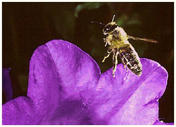 KB-Dia mit Plustek Optic Pro PT12