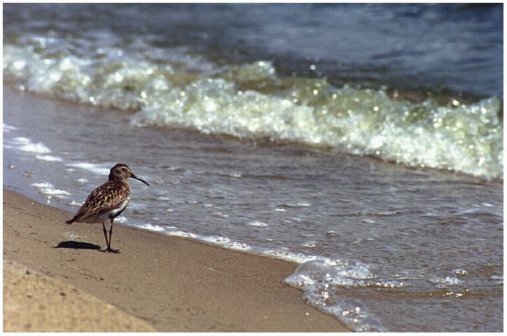Alpenstrandl&auml;ufer (?)