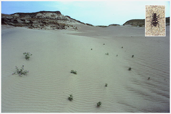 Tote D&uuml;nen bei Perwelk
