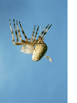 H�utung einer Kreuzspinne