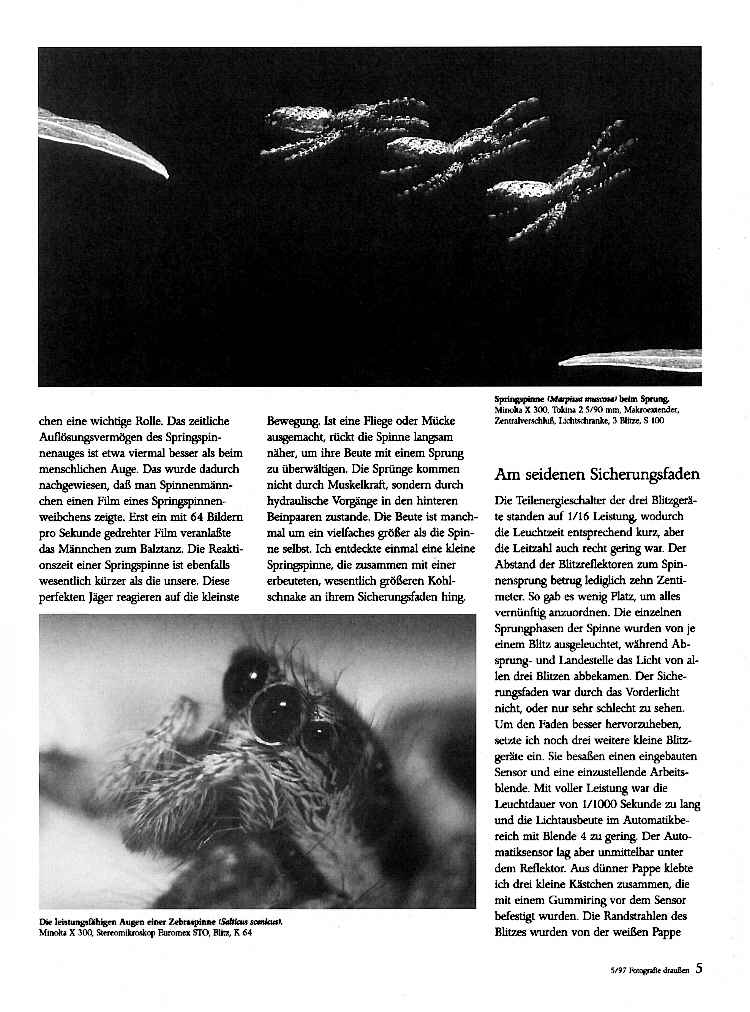 Springspinnen&nbsp;2