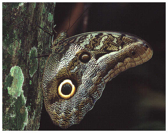 Caligo spec.
