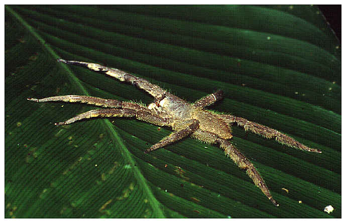 tropische Jagdspinne