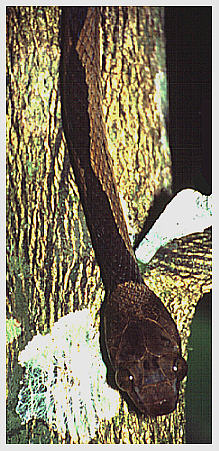 tropische Baumschlange