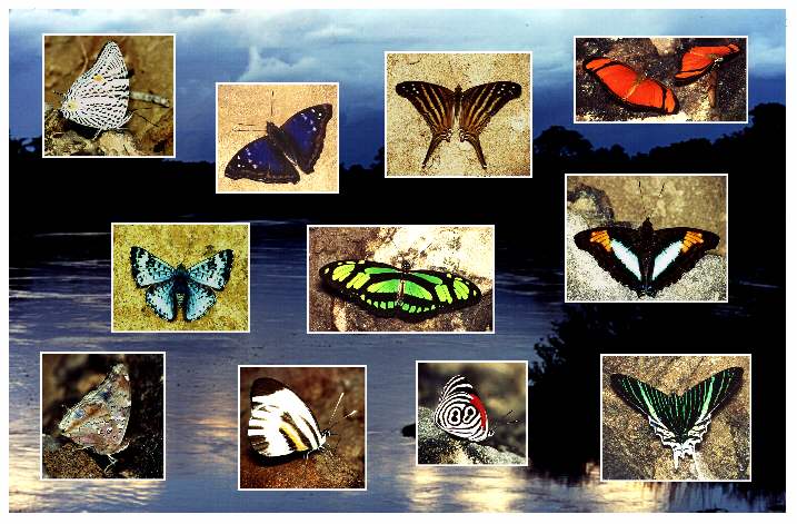 Schmetterlingsvielfalt an den Ufern des Tambopata