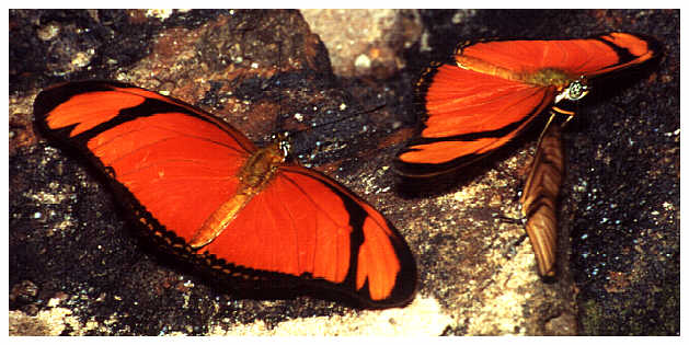 Heliconius spec.