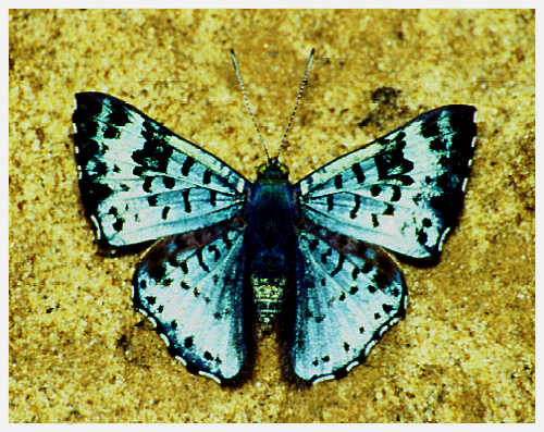 Tropische W&uuml;rfelfalterart