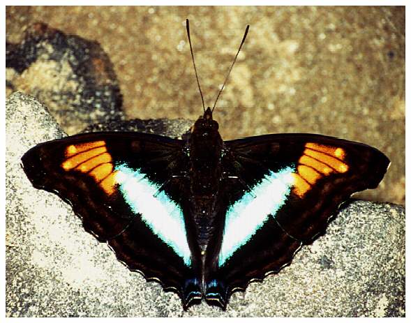 Tropischer Schmetterling