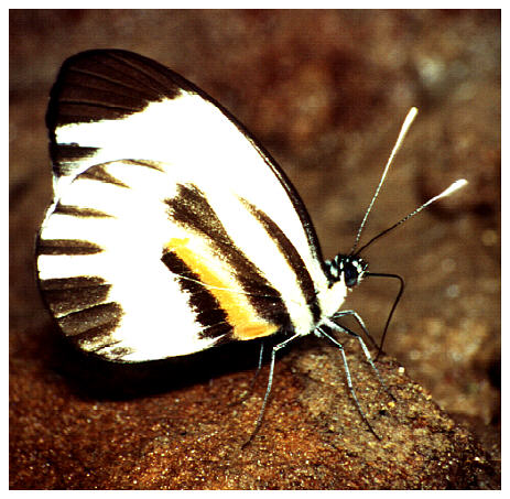 Tropischer Schmetterling