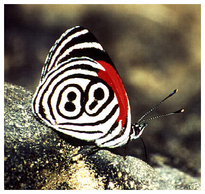 Tropischer Verwandter des Tagpfauenauges