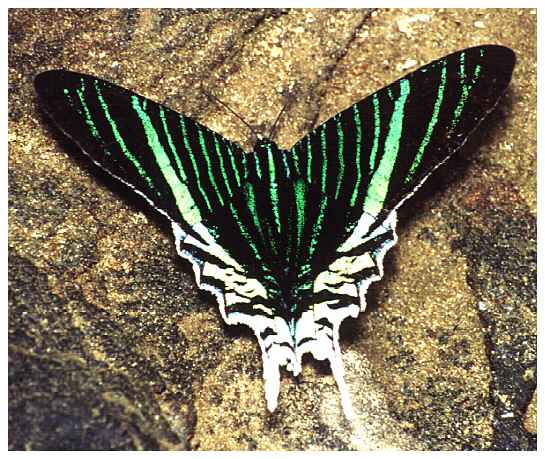 Tropischer Schmetterling