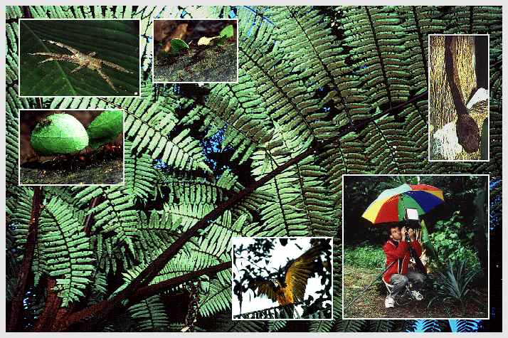 mehrere Meter hoher Baumfarn