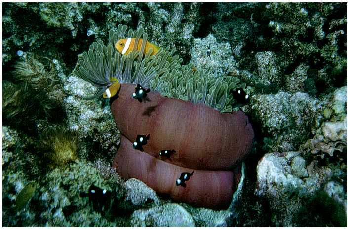 Zwei Malediven Anemonenfische