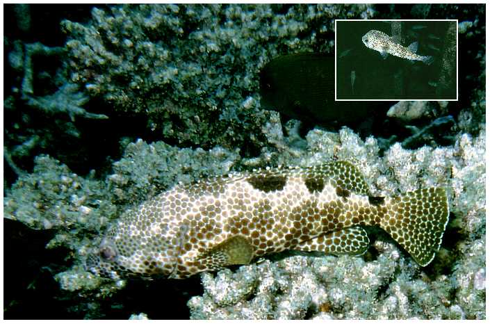 Vierfleck-Wabenbarsch