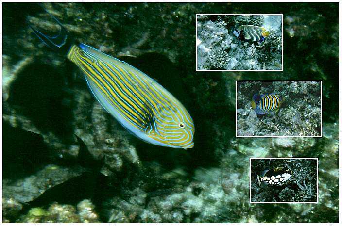 Blaustreifen-Doktorfisch