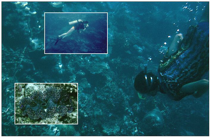 "Gemeiner Schnorchler"