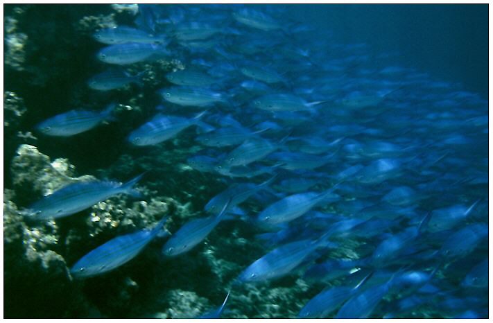 Blaue F&uuml;siliere