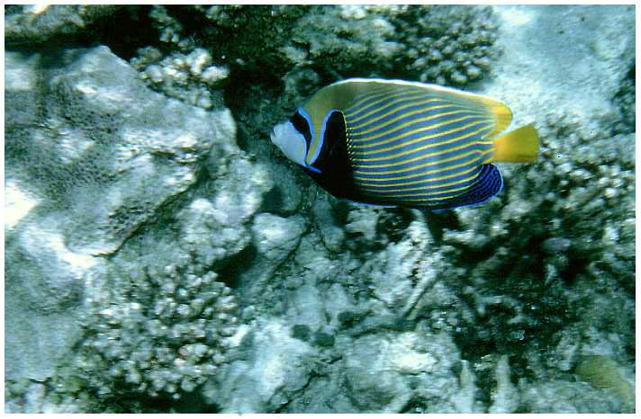 Imperator-Kaiserfisch