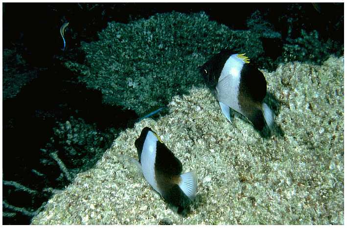 Schwarze Pyramidenfalterfische