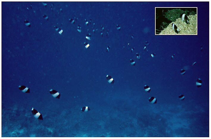 Schwarze Pyramidenfalterfische