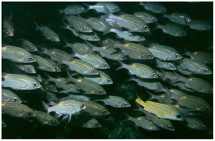 Leuchtfleck-Stra&szlig;enkehrer, einzelner Blaustreifen-Schnapper