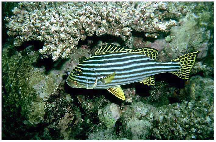 Orientalische S&uuml;&szlig;lippe