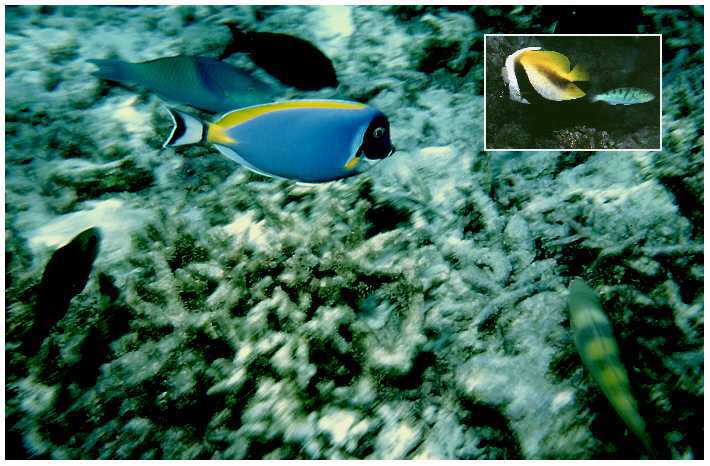 Wei&szlig;kehl-Doktorfisch